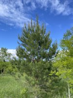 Pinus sylvestris