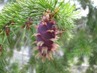 Pseudotsuga menziesii