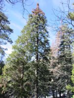 Calocedrus decurrens