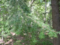 Tsuga canadensis