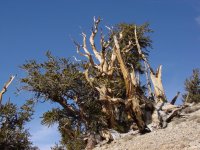 Pinus longaeva
