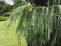 Cupressus cashmeriana