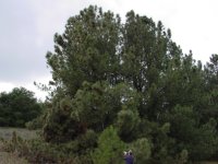 Pinus coulteri