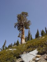 Pinus balfouriana