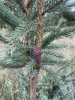 Picea omorika