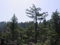 Pinus lambertiana