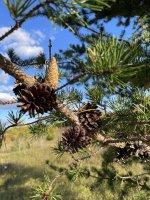Pinus banksiana