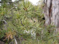 Pinus edulis