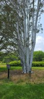 Pinus bungeana