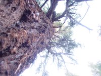 Abies magnifica