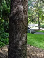 Cedrus deodara