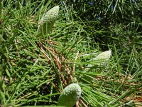 Cedrus deodara