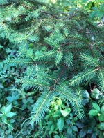 Picea mariana