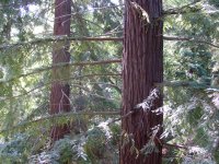 Sequoia sempervirens