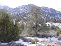 Pinus monophylla
