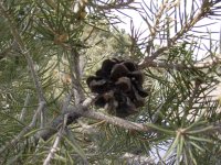 Pinus monophylla
