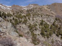Juniperus occidentalis
