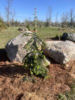 Abies alba 'Green Spiral'