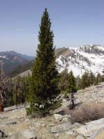 Pinus balfouriana