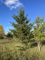 Pinus banksiana