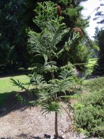 Araucaria montana