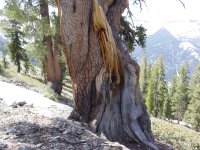 Pinus balfouriana