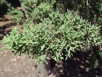 Juniperus chinensis 'Robusta Green'