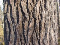 Pinus strobus