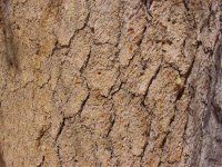 Pinus balfouriana