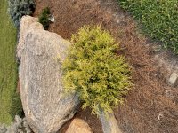 Chamaecyparis psifera 'Angel Hair'