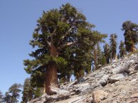 Pinus balfouriana