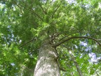Tsuga canadensis