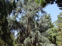 Cedrus atlantica