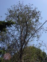 Juniperus bermudiana