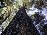 Pinus lambertiana