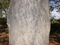 Pinus torreyana