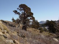 Juniperus occidentalis