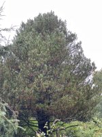 Pinus cembra