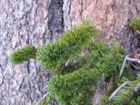 Pinus longaeva