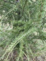 Larix decidua