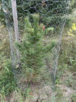 Pinus cembra