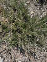 Juniperus horizontalis