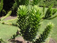 Araucaria muelleri