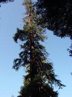 Abies magnifica