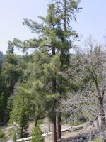 Pinus lambertiana