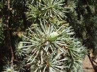 Cedrus atlantica