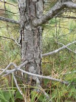 Pinus nigra
