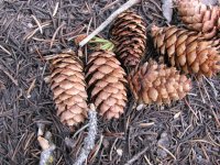 Picea engelmannii