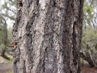 Pinus edulis
