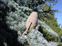 Abies concolor